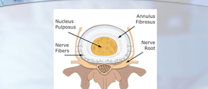 Anatomy of the Vertebra and Intervertebral Disc by Dr. Luis Lombardi